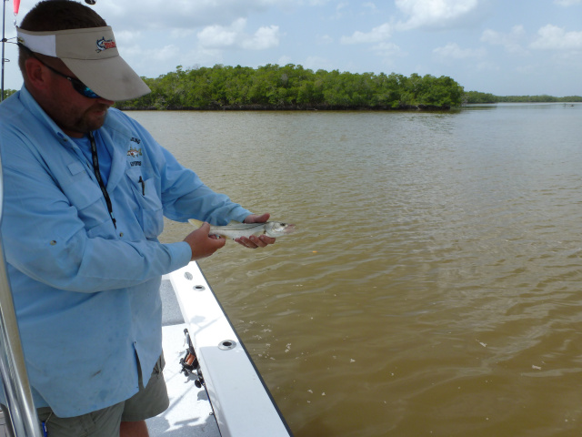 Baby Everglades Snook