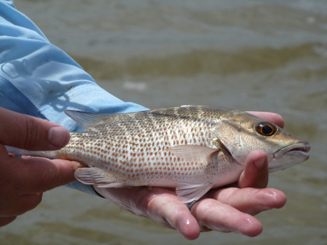 Mangrove Snapper