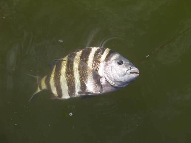 Ten Thousand Islands Sheepshead