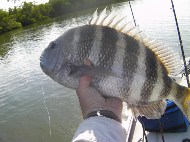 Everglades Sheepshead