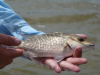 Mangrove Snapper