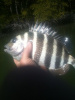 Sheepshead