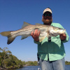 backwater snook