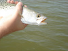 Everglades Trout